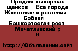 Продам шикарных щенков  - Все города Животные и растения » Собаки   . Башкортостан респ.,Мечетлинский р-н